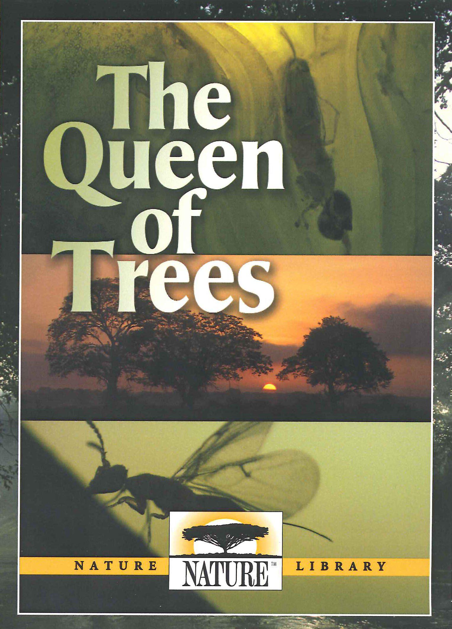 ֮Ů The Queen of Trees2005