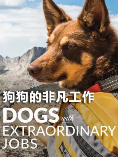 ķǷ Dogs with Extraordinary Jobs Season2019