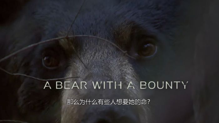 Ȼ磺͵.Ļ.1080P.Natural World: A Bear with a Bounty (2014)