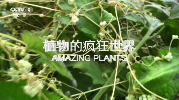ֲķ..1080P.Amazing Plants (2011)